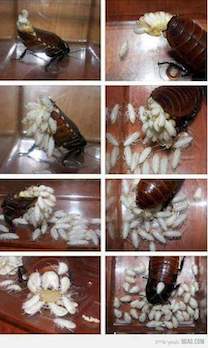 Control de Plagas en la Ciudad de México